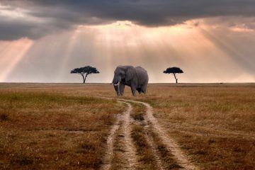 olifant savanne afrika