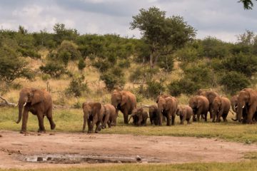 olifanten lopen door afrika
