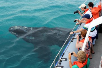 Walvis spotten vanuit een boot