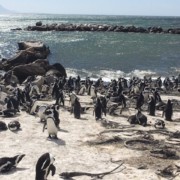 pinguïns kaapstad zuid-afrika afrika