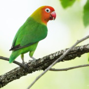 Nyasa-agapornis papegaai dwergpapegaai