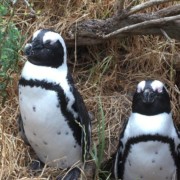pinguïns kaapstad zuid-afrika afrika pringle bay
