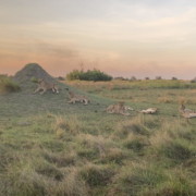 leeuwen leeuwinnen safari
