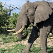 olifant safari close-up afrika