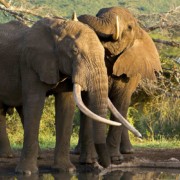 olifanten drinken safari water