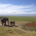 Olifanten in Kenia