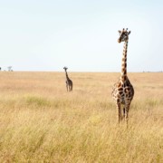 Afrika safari Giraf giraffen