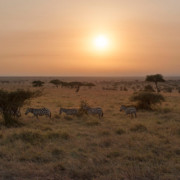 Tanzania zebras zebra afrikaanse afrika safari sundowner golden hour