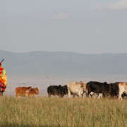 masai boer koeien tanzania serengeti