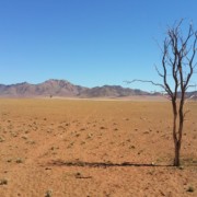 Namibië woestijn zand boom bergen