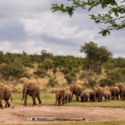 olifanten lopen door landschap