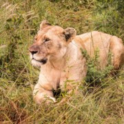 Leeuwin leeuw safari close up