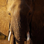 olifant afrika